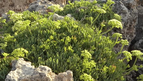Bunch-of-sea-fennel-or-Crithmum-maritimum-growing-between-the-rocks-swaying-in-the-wind-on-a-sunny-day