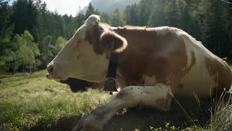 Nahaufnahme-Einer-Kuh,-Die-Auf-Dem-Gras-Liegt-Und-Von-Fliegen-Und-Insekten-Belästigt-Wird