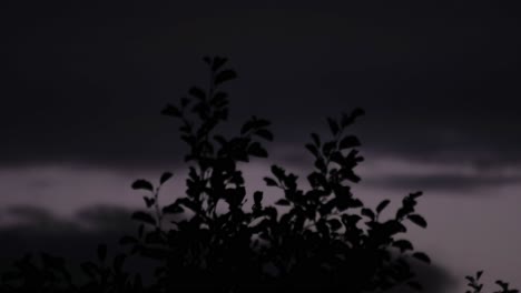 Timelapse-Of-Swaying-Silhouetted-Foliage-With-Moving-Clouds-At-Dusk