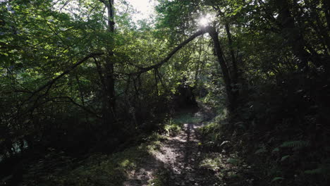 Wanderweg-Im-üppigen-Wald