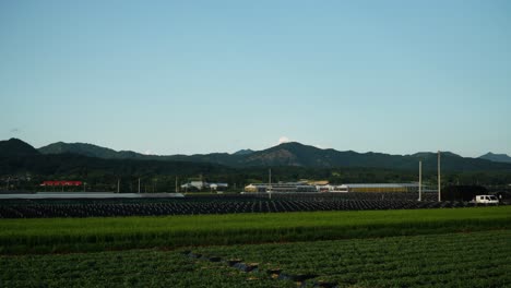 Weitläufiges-Ackerland-Mit-Ginseng--Und-Reiskulturen-In-Geumsan,-Südkorea