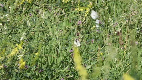 White-Cabbage-Butterflies-flutter-around-in-colourful-field-of-clover