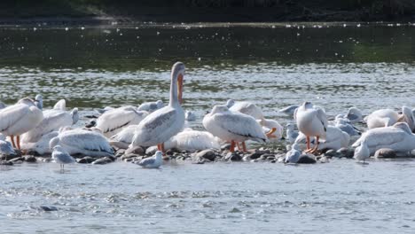 Grooming-White-Pelicans-share-rocky-river-shallows-with-seagulls