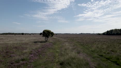 Steady-heather-moorland-field-Dutch-flat-landscape-with-purple-and-grass-blades-vegetation-around-a-solitary-tree-against-a-blue-sky-with-cloud-formation