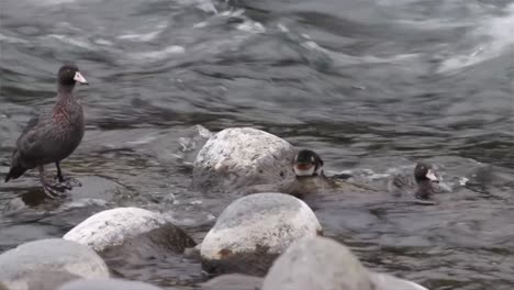 Family-of-Blue-Ducks-in-wild-water-in-New-Zealand,-cute-duckling-on-rock