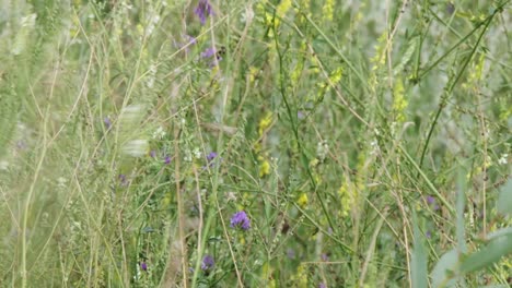 Musterbeschaffenheit-Von-Lavendel--Und-Kleeblumen-In-Der-Bunten-Wiese