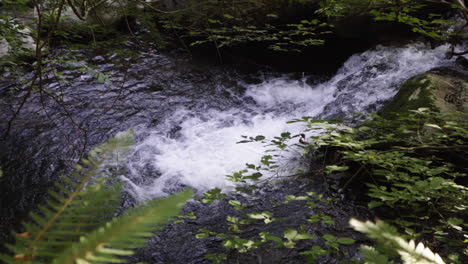 Kleiner-Wasserfall,-Der-Sich-In-Einem-Pool-In-Einer-üppig-Grünen-Dschungelumgebung-Ergießt