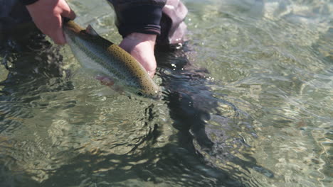 A-fly-fisherman-releases-a-big-Rainbow-Trout-into-a-clear-river