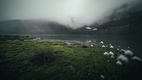 Mountain-lake-time-lapse-with-flowers-in-the-foreground