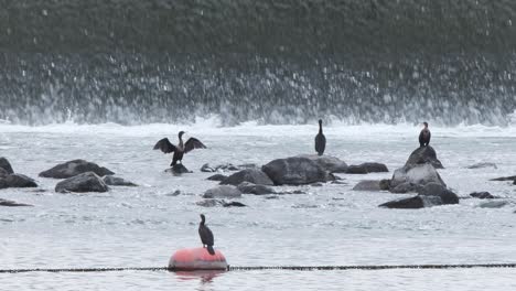Cormorants-dry-wings-at-base-of-smooth-flowing-river-weir,-orange-buoy