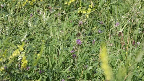 Weiße-Schmetterlinge-Und-Bienen-Bestäuben-Ein-Buntes-Wildblumenfeld