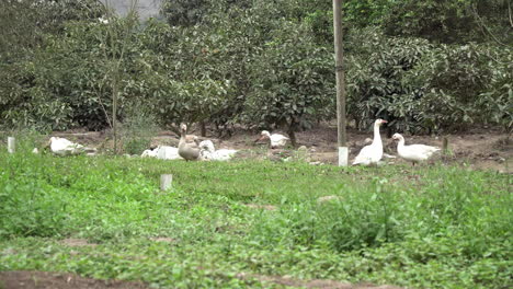 Static-shot-of-a-flock-of-ducks-at-a-farm-in-Pachacamac,-Lima,-Peru