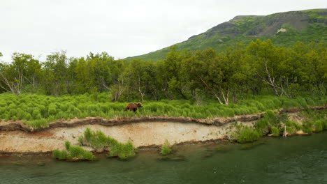 Stunning-shot-of-a-Brown-Bear-walking-along-a-riverbank-in-Katmai-National-Park,-Alaska
