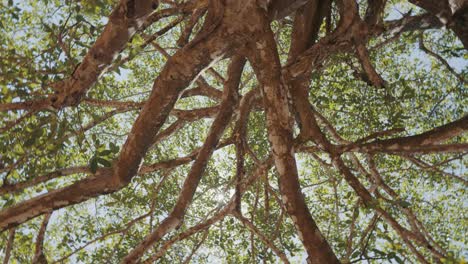 Looking-up-at-old-jungle-tree,-sun-peeking-through-foliage,-dizzying-spin