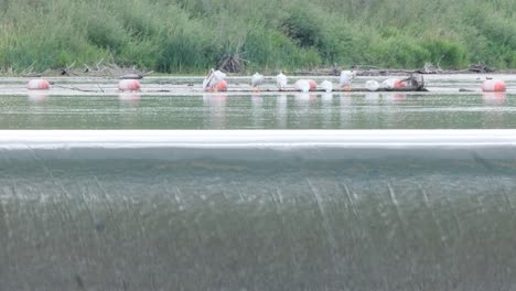 Water-pours-smoothly-over-river-weir-as-pelicans-sit-on-log-above