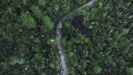 Three-mountain-bikers-going-downhill-through-green-pine-forest,-aerial