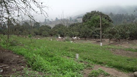 Long-shot-of-a-flock-of-ducks-in-a-farm-in-Pachacamac,-Lima,-Peru