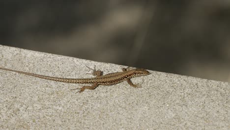 closeup-lizard-on-top-of-a-wall,-jumps-down