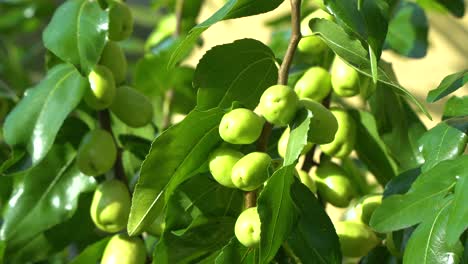 Green-Fruits-Of-Jujube-Tree-On-A-Sunny-Summer-Day