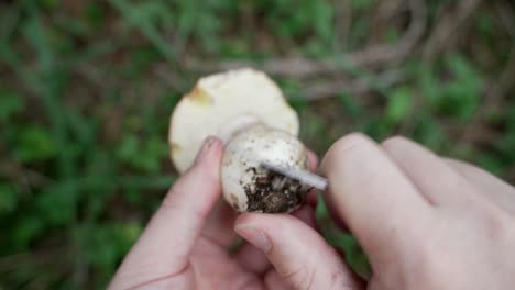 Fresh-porcini,-boletus-edulis,-Cleaning-the-dirt-with-a-knife-in-the-forest-after-picking,-green-plants