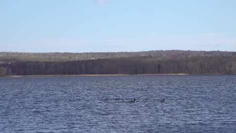 Canada-Goose-landing-on-a-lake
