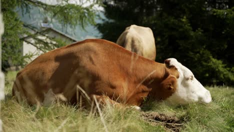 a-brown-cow-laying-in-the-grass-bothered-by-flies