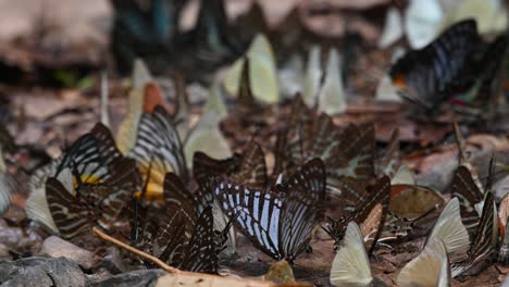 Orange-Gull-Cepora-Iudith,-Glassy-Tiger-Parantica-Aglea,-Albatross-Appias-Albina,-Kaeng-Krachan-Nationalpark,-UNESCO-Welterbe,-Thailand