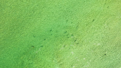 Hochfliegende-Luftaufnahmen-Von-Forellen,-Die-Im-Grünen-Fluss-Schwimmen