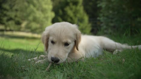 A-cute-little-golden-retriver-puppy-gnaws-a-stick-while-lying-on-the-green-lawn-in-the-mountain,-outside