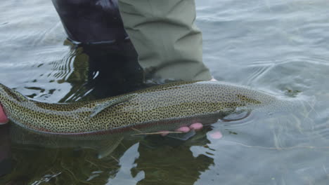 A-Fly-Fisherman-Releases-A-Big-Wild-Rainbow-Trout-Back-Into-The-River