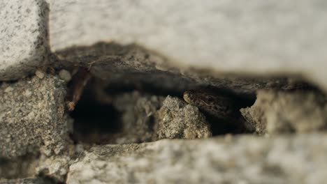 a-lizard-is-chilling-under-a-rock-in-a-small-gap-on-the-wall