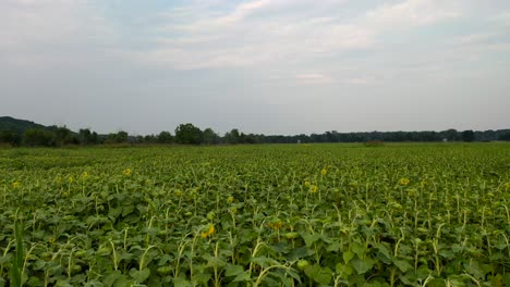 Sunflower-field-aerial-view-in-Missouri