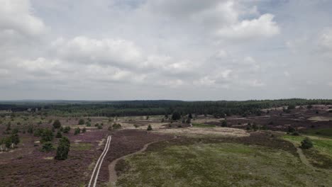 Picturesque-aerial-view-of-vast-purple-heather-moorland-hills-of-the-Sallandse-Heuvelrug-forest-near-Nijverdal-in-The-Netherlands-with-solitary-and-groupings-of-trees-in-the-low-vegetation-heathland