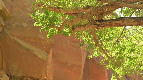 Cottonwood-Seeds-Blown-Off-A-Tree-Near-Rock-Formation-At-Capitol-Reef-National-Park-In-Utah