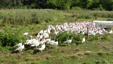 White-domesticated-turkeys-in-free-range-open-grassland-meadow-pasture