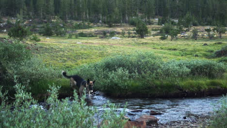 German-Shepherd-dog-enjoying-a-day-out-crossing-the-stream-in-Yosemite-National-Park,-Locked-off-shot-with-the-dog-walking-towards-the-camera