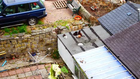 Looking-down-at-cats-sleeping-on-cottage-rooftop-on-rural-countryside-house