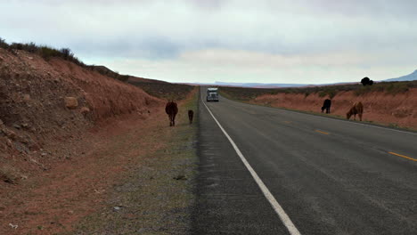 Camión-Acercándose-A-La-Autopista-95-En-Utah-Con-Vacas-En-La-Carretera-Durante-El-Día