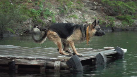 German-Shepherd-dog-jumps-into-lake-water-to-swim,-slow-motion-pan-shot