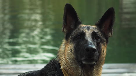 German-Shepherd-dog-jumps-into-lake-water-to-fetch-a-stick,-static-shot