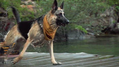 German-Shepherd-dog-run-to-fetch-stick-and-jump-into-lake-water,-slow-motion-shot