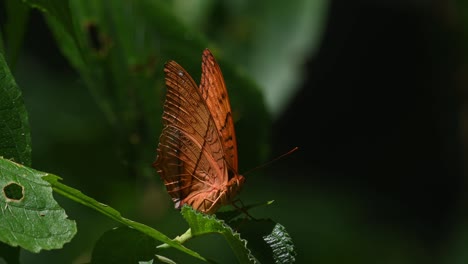 A-close-up-of-a-Thai-Cruiser,-Vindula-erota,-facing-the-camera-while-flapping-its-wings-during-a-hot-summer-day-in-a-rainforest