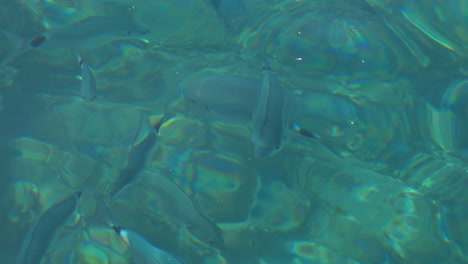 Verschiedene-Fische,-Die-In-Transparentem-Wasser-Von-Außen-Im-Mittelmeer-Schwimmen,-Balearen,-Spanien