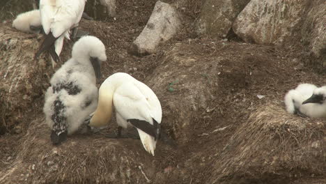 Northern-Gannet-breeding-site,-overview-with-Ocean-in-background