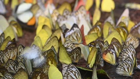 Kaleidoscope-of-the-following-butterflies