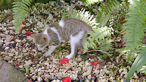 Hungry-kitten-looking-for-something-to-eat-among-the-gravel