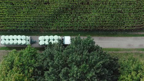 Truck-moving-silage-bales-on-rural-road-beside-corn-field,-top-down-aerial
