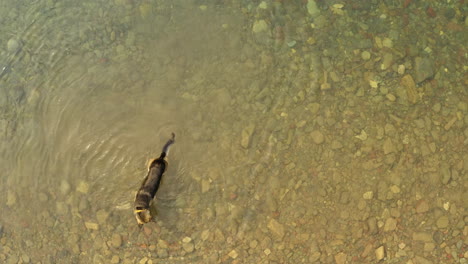 German-Shepherd-cooling-off-and-playing-in-shallows-of-creek,-Glacier-NP