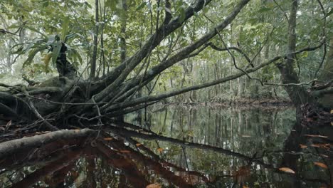 Swamp-In-Tropical-Forest----tilt-up-shot