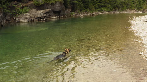 German-Shepherd-Swimming-Alone-In-Crystal-Clear-Stream-In-Nature,-Glacier-National-Park,-United-States